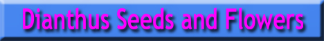 Banner for Dianthus seeds and flowers.